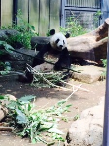 上野動物園に行ってきました。