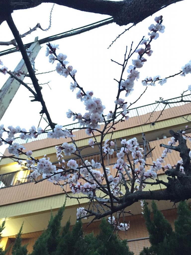 あんず咲く🌸現場で思わずほっこり・・・・越谷　水谷工務店