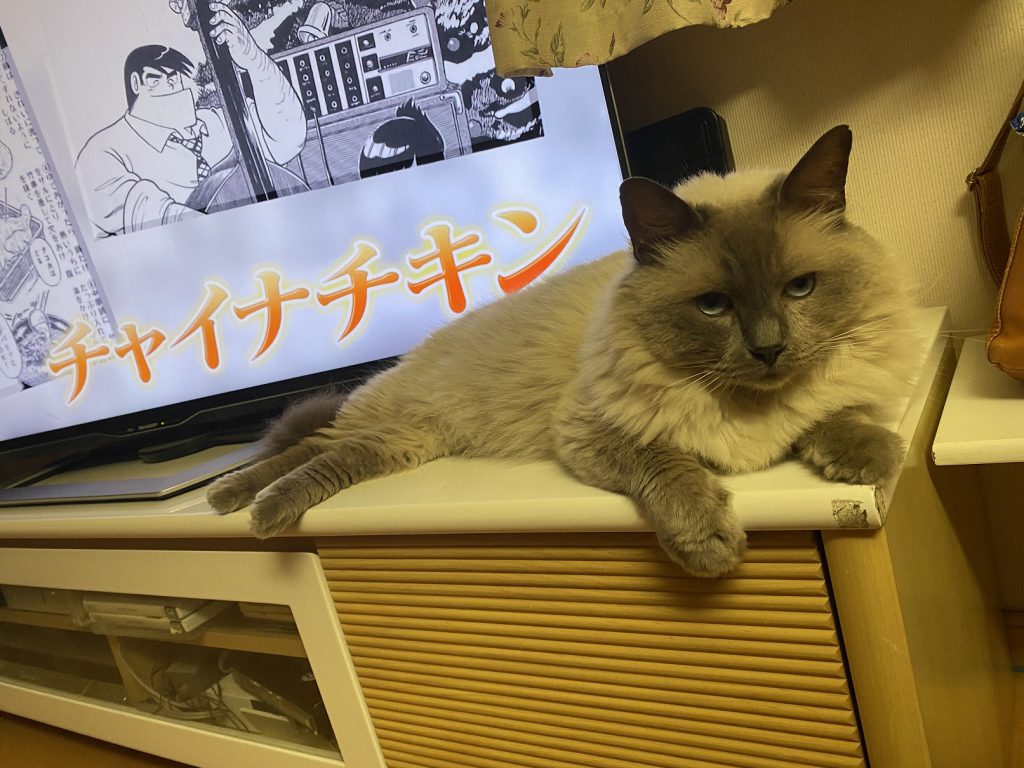 お客様のお宅の猫ちゃん　