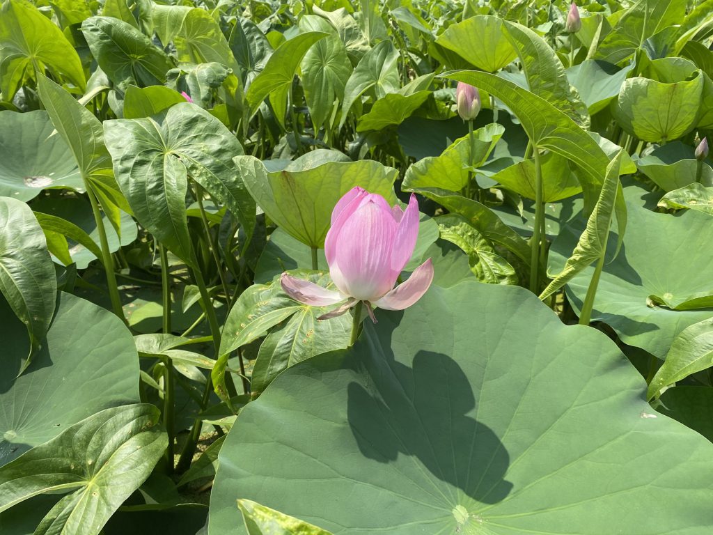 くわいの花が咲いてました。