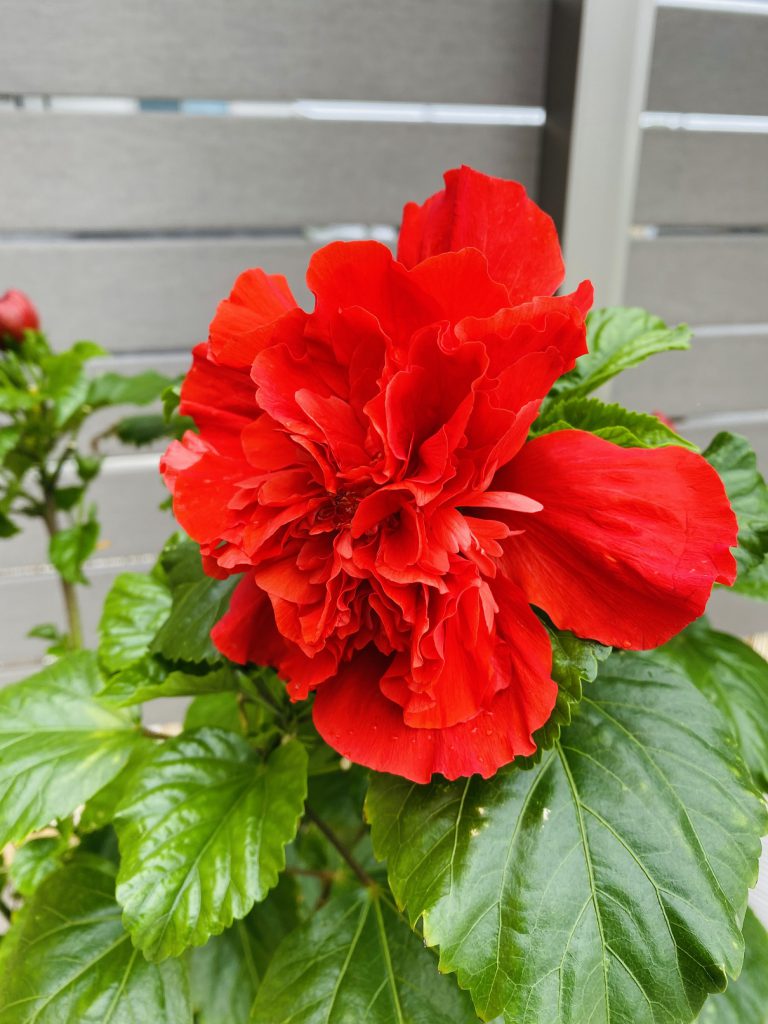 素敵なお花が咲いております