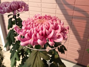 見事な菊の花！22